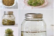 家庭芽菜种植指南：步骤详解与发芽时间表