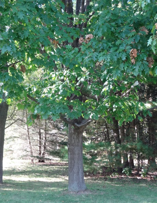 Sunny Day in September/October Identify and Collect