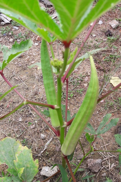 When to Harvest the Seeds