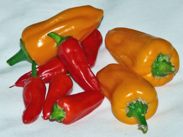 Harvest Some Ripe Chillies