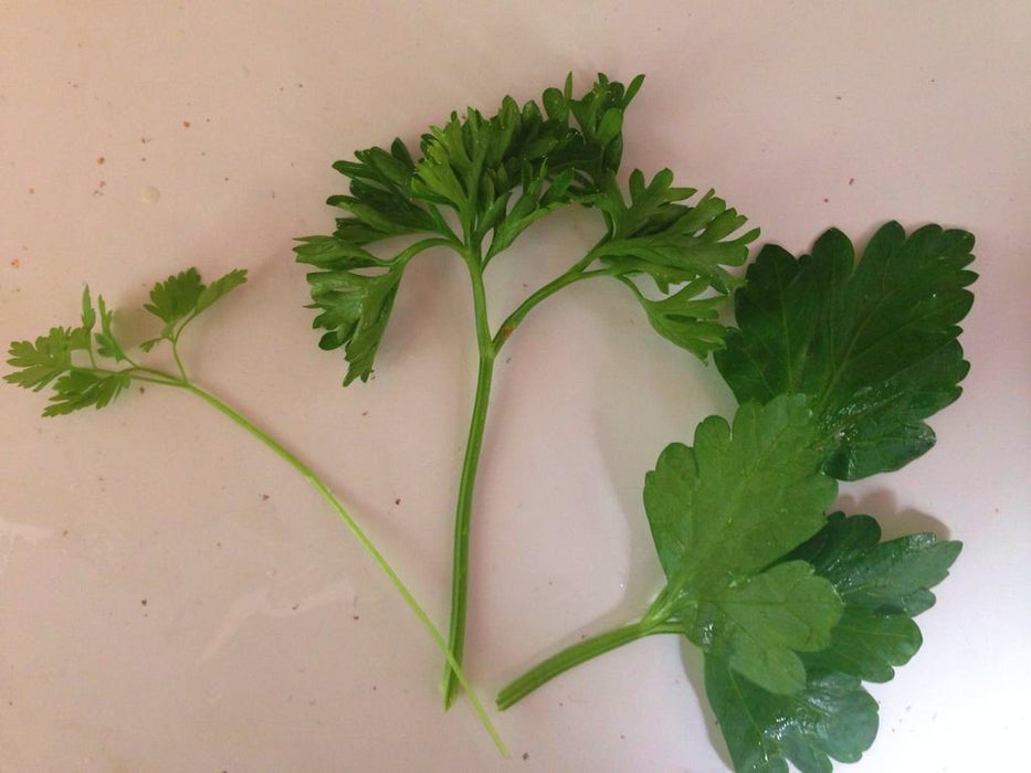 Chervil