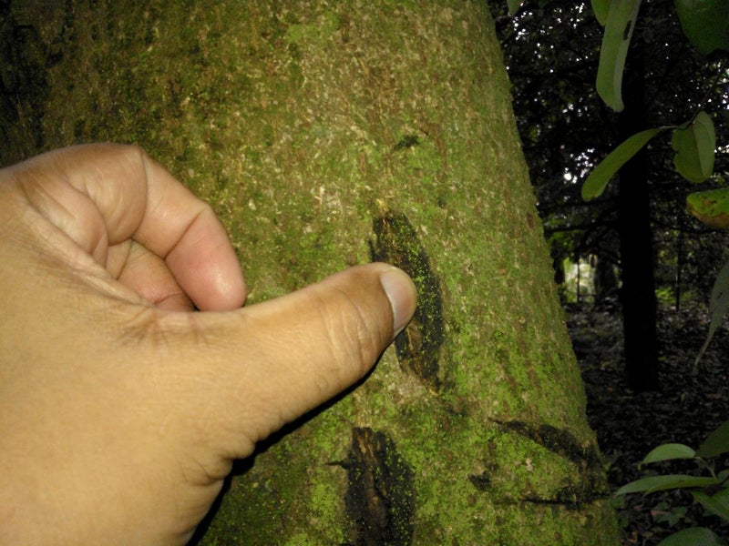 采集体验 - 肉桂