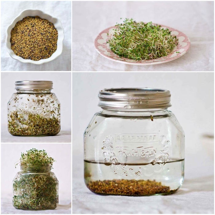 终极发芽指南：种子豆类谷物坚果全年种植