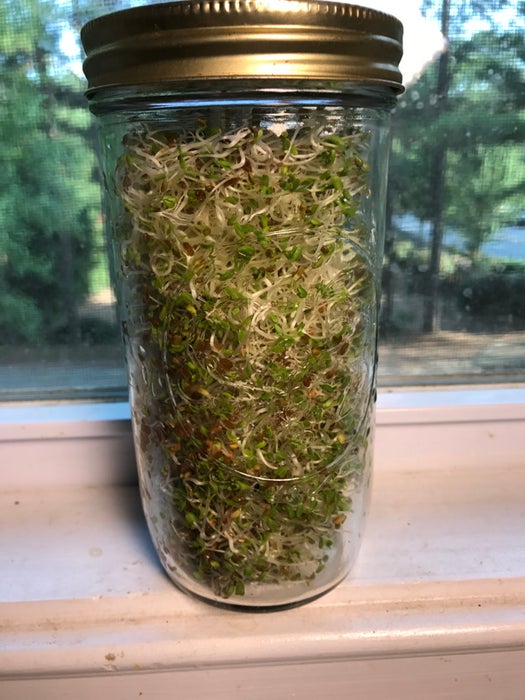 在梅森罐中培育苜蓿芽菜