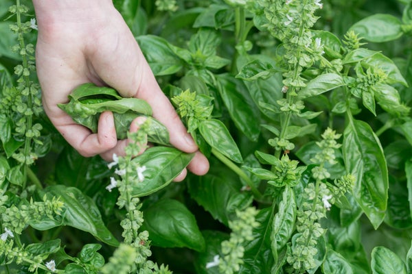 准备热那亚风味罗勒酱食材