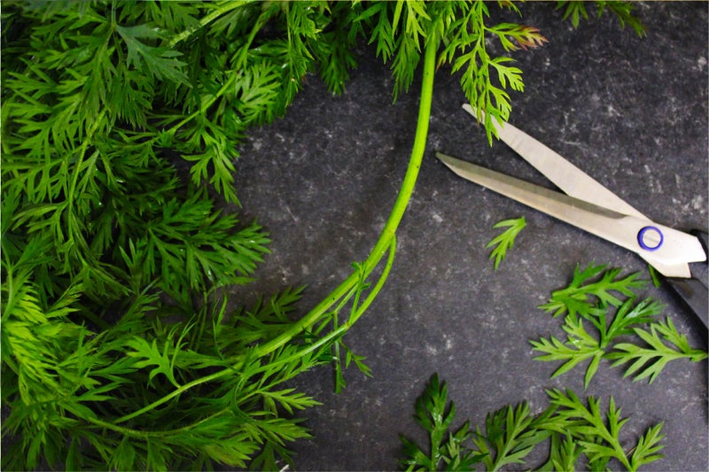 PESTO_PREPARE THE INGREDIIENTS