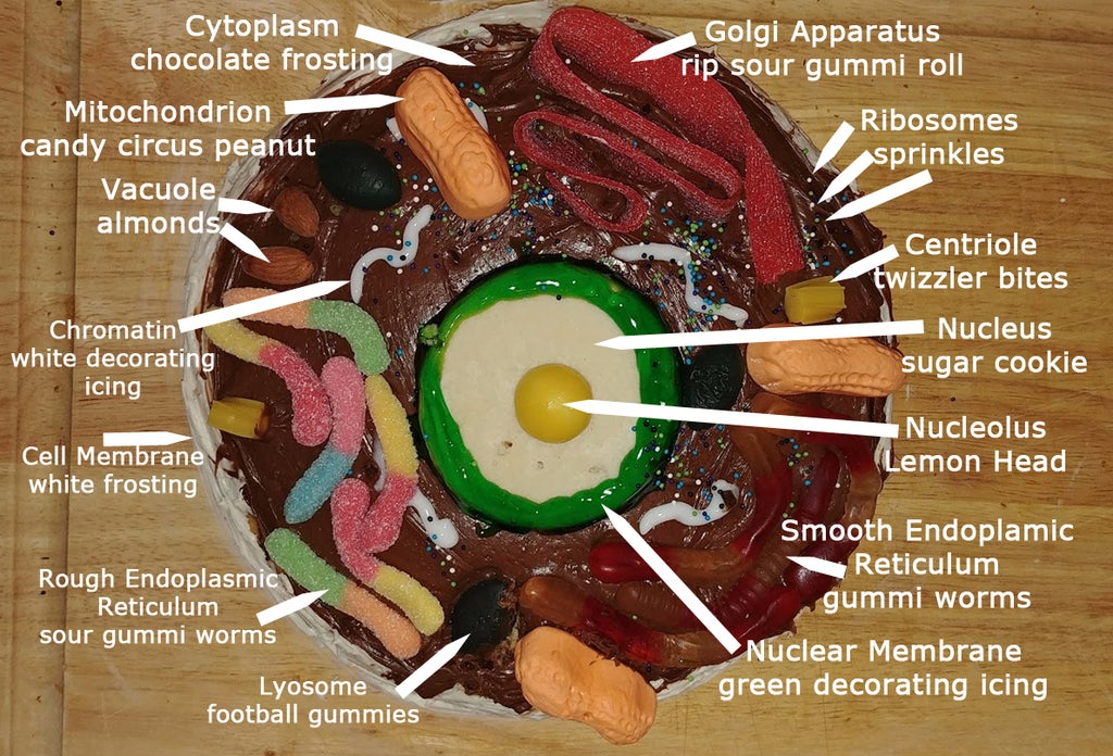 细胞结构动物细胞蛋糕