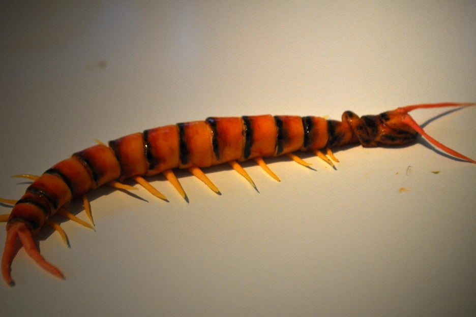 翻糖蜈蚣雕塑教程